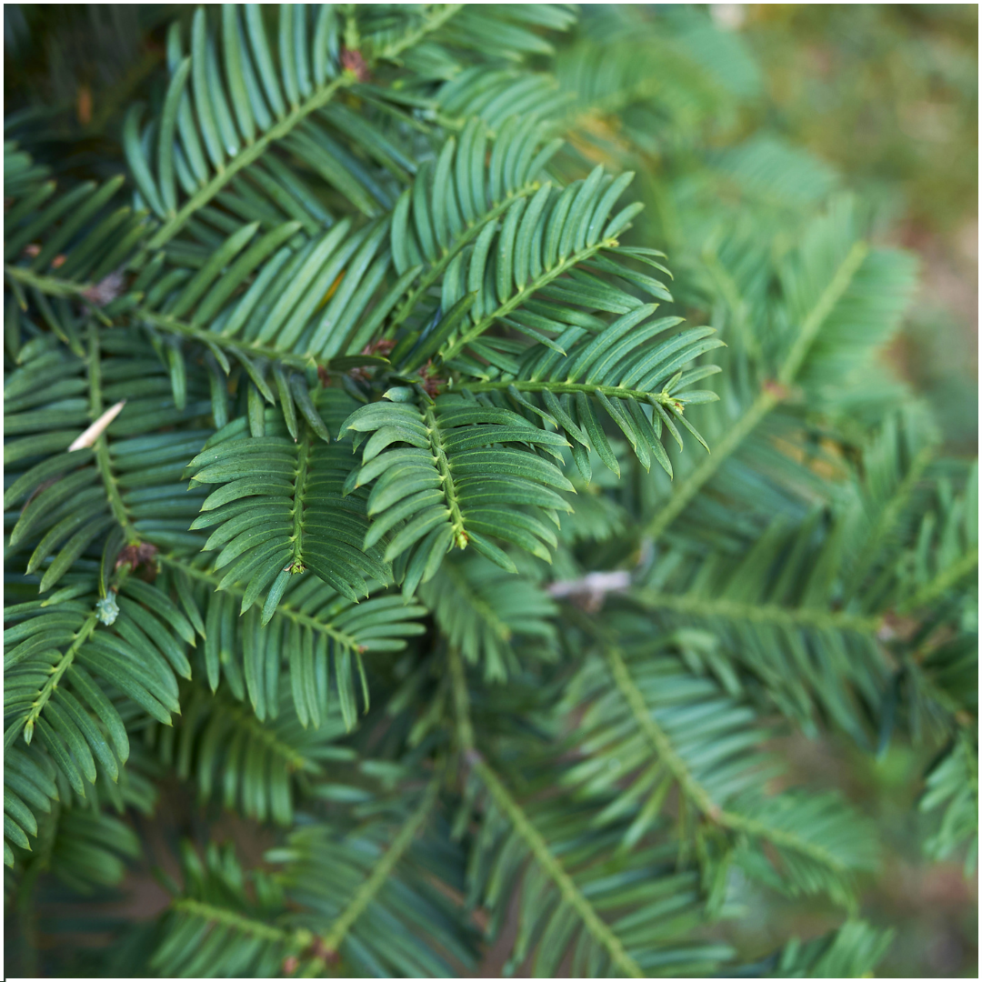 Venijnboom Taxus baccata van dichtbij, donkergroene naalden