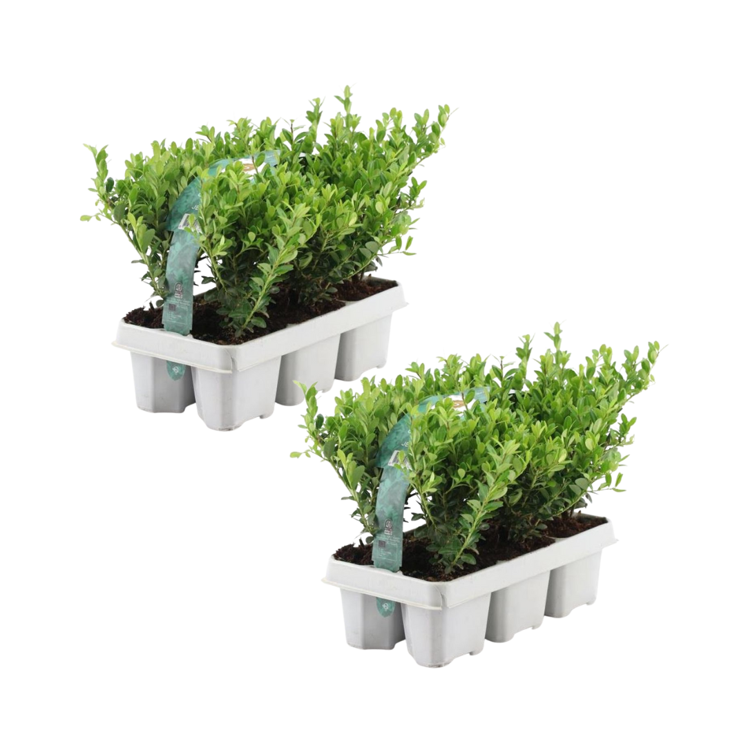 Japanse hulst, Ilex crenata 'Jenny', jonge planten in pot Ø7 cm