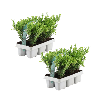 Japanse hulst, Ilex crenata 'Jenny', jonge planten in pot Ø7 cm