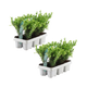 Japanse hulst, Ilex crenata 'Jenny', jonge planten in pot Ø7 cm