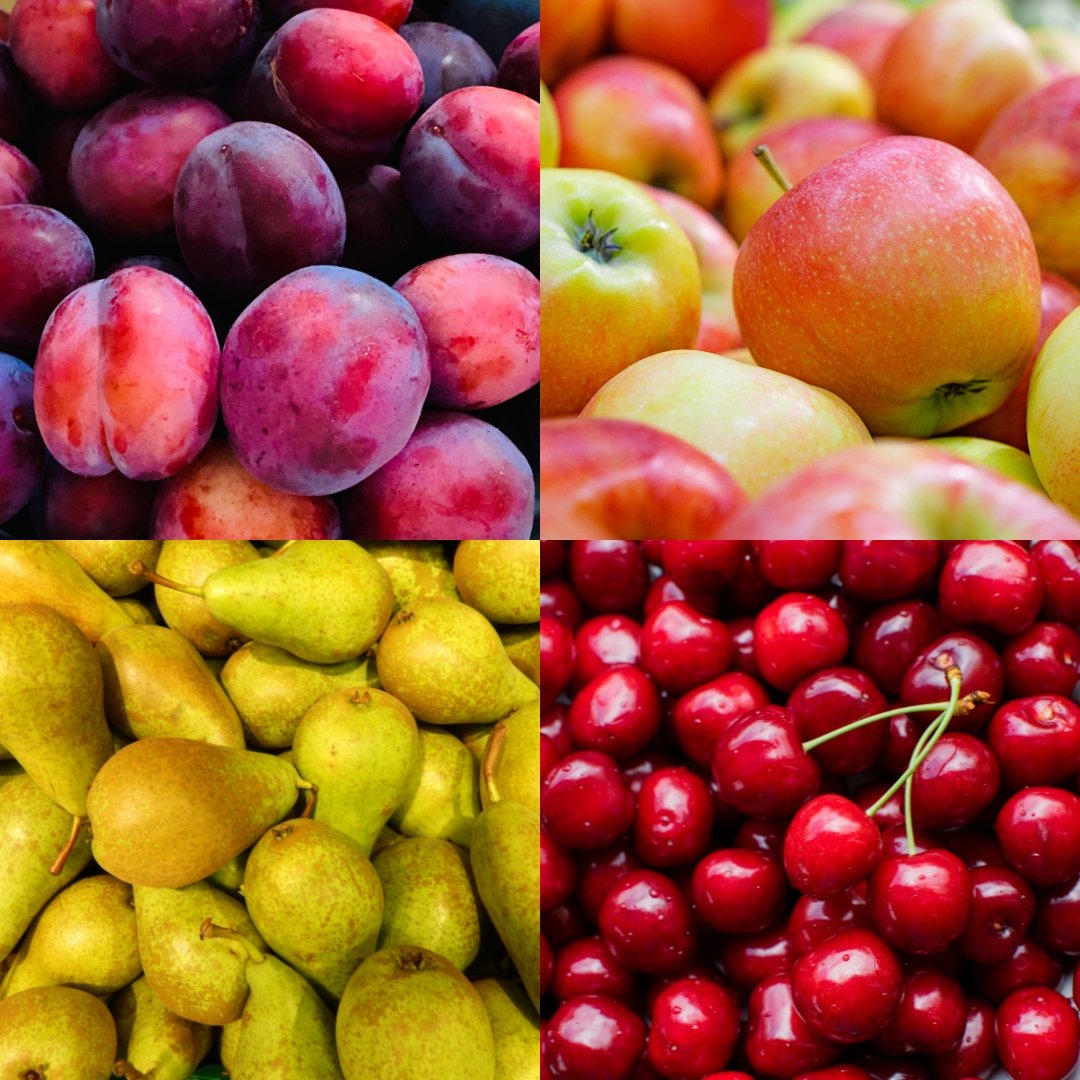 Biologische fruitbomenset (appel, peer, kers, pruim) - set van 4, Ø20 cm