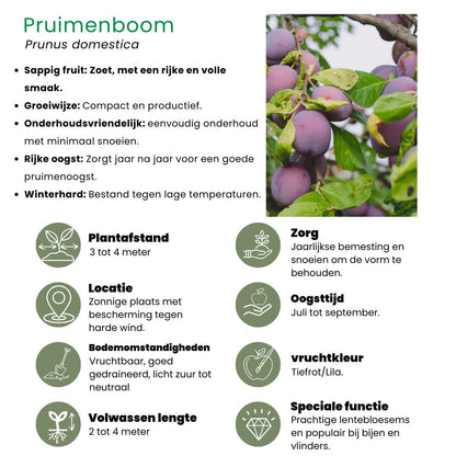 Biologische pruimenboom - Prunus domestica - Ø20 cm