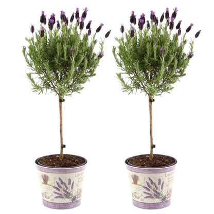 Kuiflavendel op stam 'Anouk' in sierpot met lavendelprint, twee planten