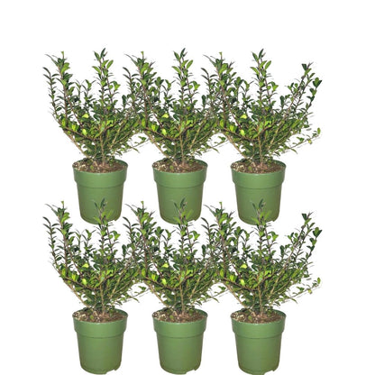 Japanse hulst, Ilex crenata 'Jenny', zes planten in pot Ø12 cm