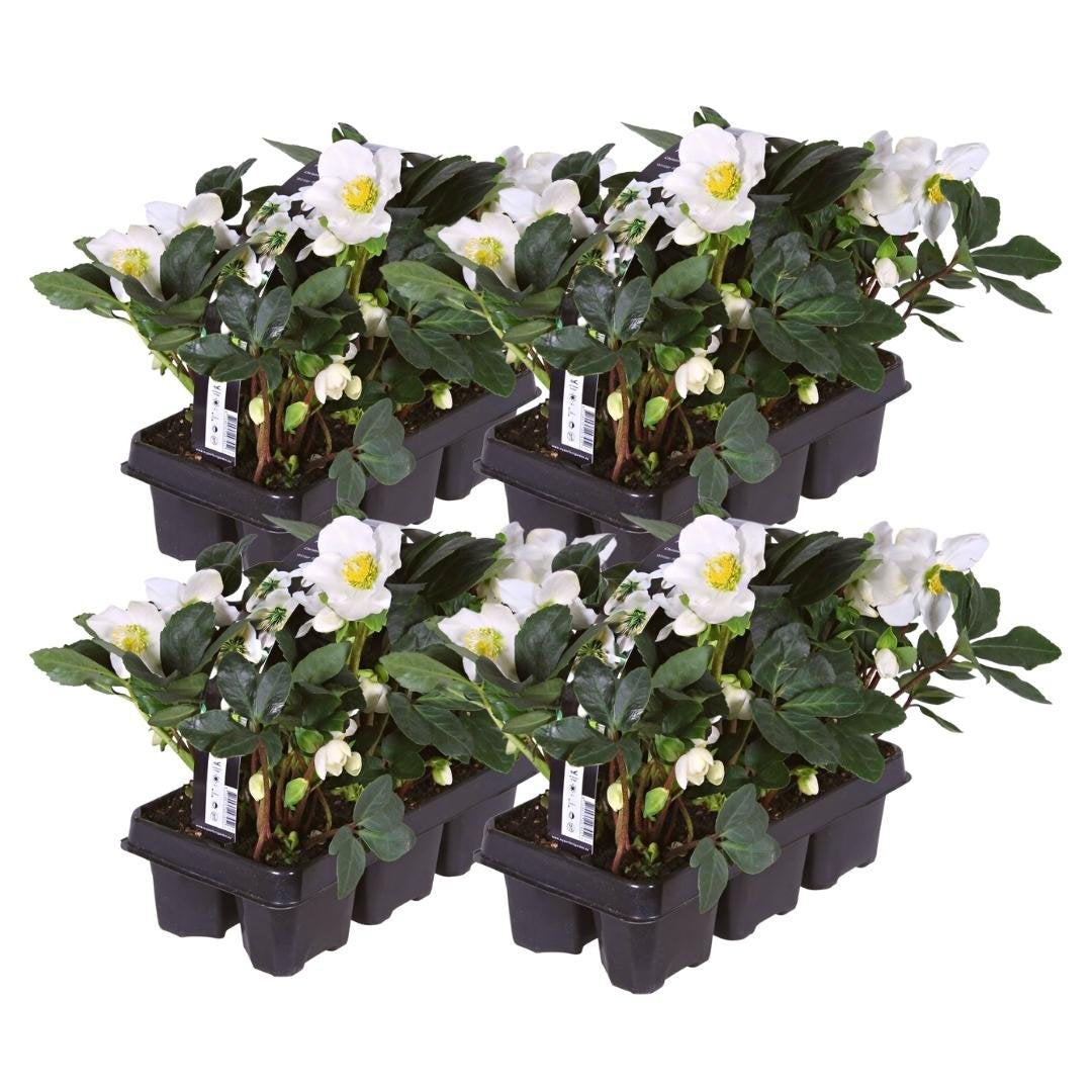 Kerstroos - Helleborus niger 'Christmas Carol'