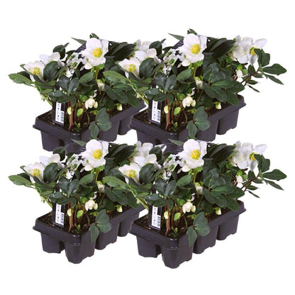 Kerstroos - Helleborus niger 'Christmas Carol'
