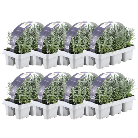Lavendel