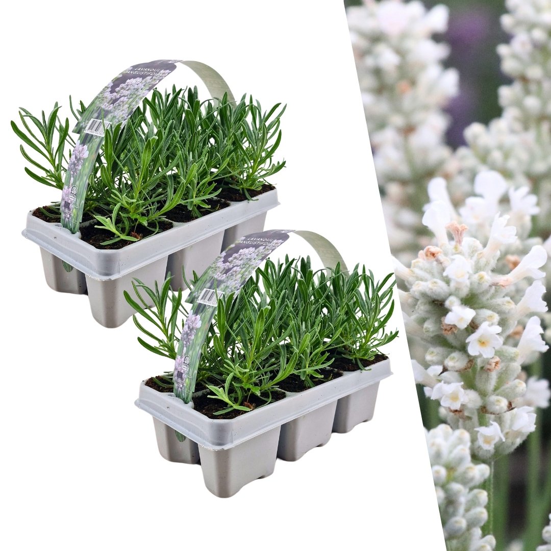 Witte lavendel 'Edelweiss', twee planten in pot Ø7 cm