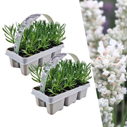 Witte lavendel 'Edelweiss', twee planten in pot Ø7 cm