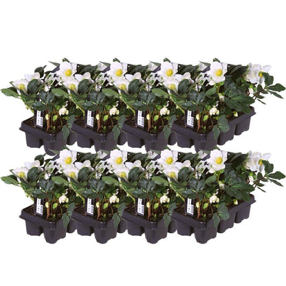 Kerstroos - Helleborus niger 'Christmas Carol'