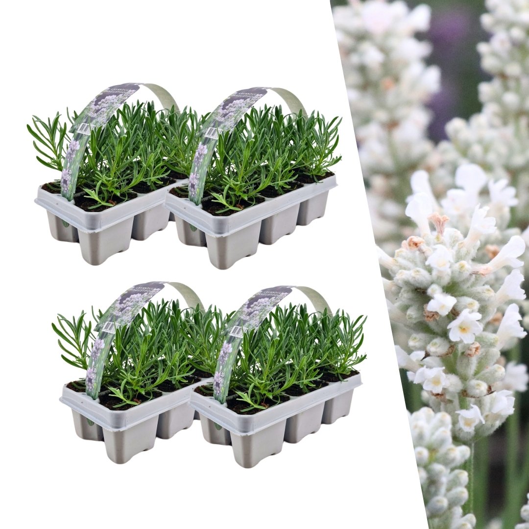 Witte lavendel 'Edelweiss', vier planten in pot Ø7 cm