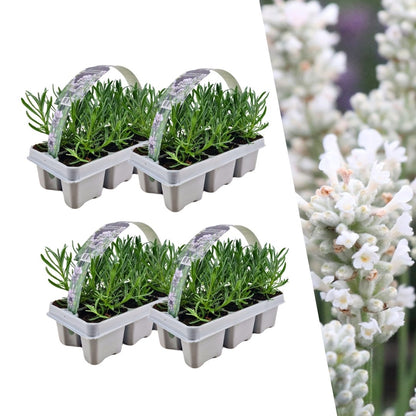 Witte lavendel 'Edelweiss', vier planten in pot Ø7 cm