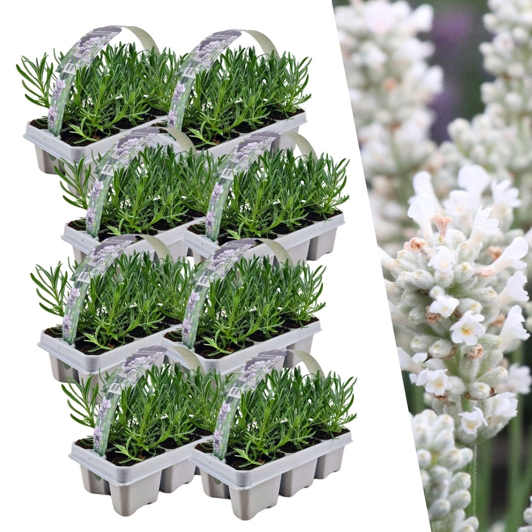 Witte lavendel 'Edelweiss', acht planten in pot Ø7 cm