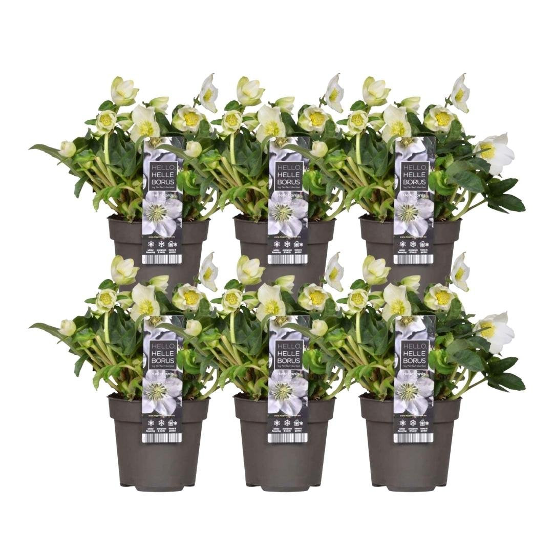 Kerstroos - Helleborus niger 'Christmas Carol'