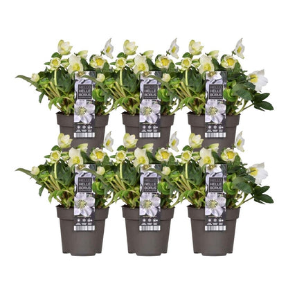 Kerstroos - Helleborus niger 'Christmas Carol'