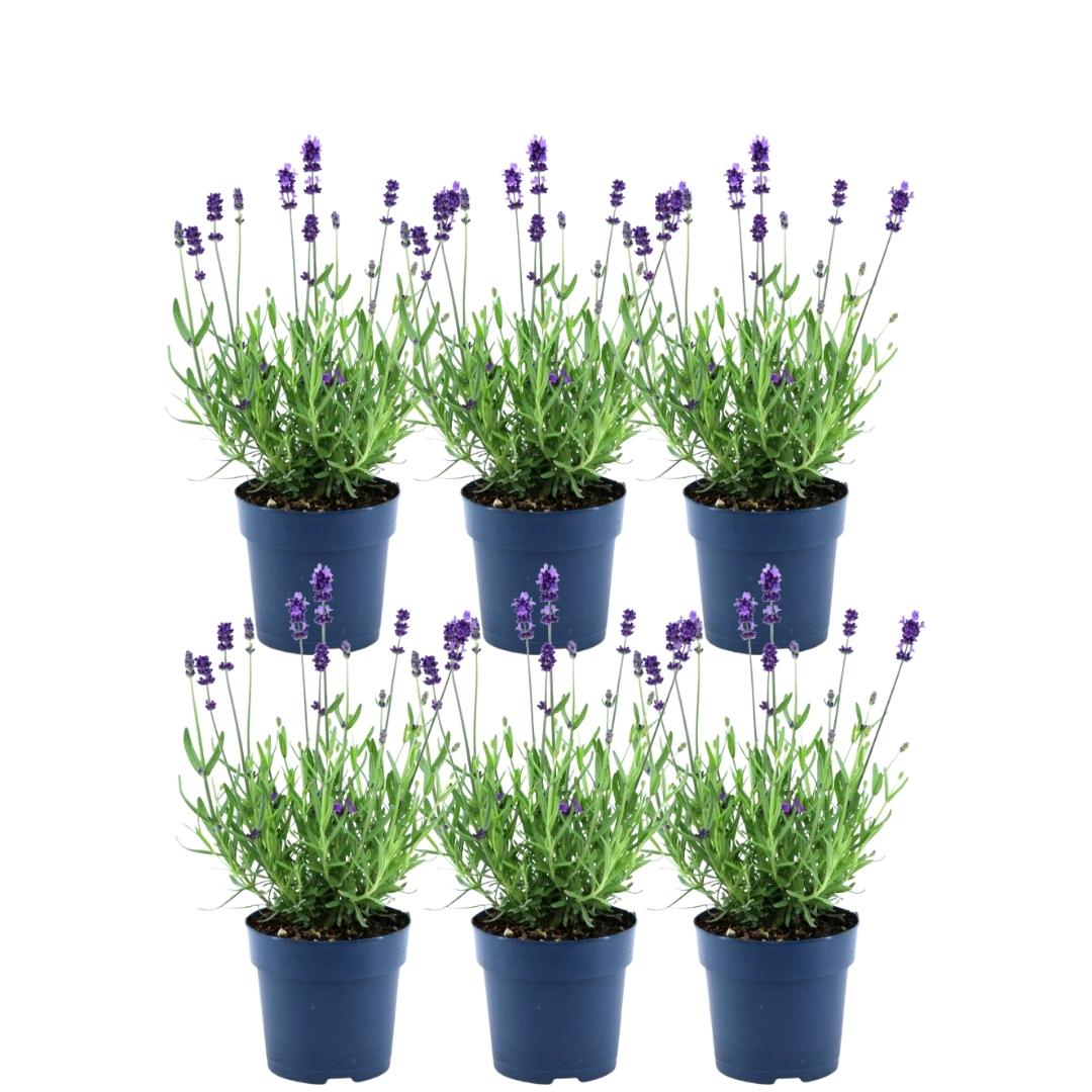 Echte lavendel, Lavandula angustifolia 'Felice', planten in pot met paarse bloemaren