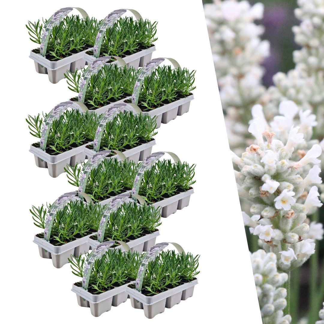 Witte lavendel 'Edelweiss', twaalf planten in pot Ø7 cm