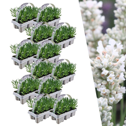 Witte lavendel 'Edelweiss', twaalf planten in pot Ø7 cm