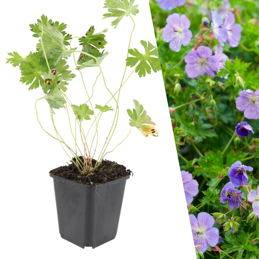 Ooievaarsbek - Geranium 'Rozanne'