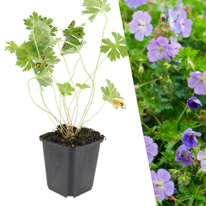 Ooievaarsbek - Geranium 'Rozanne'