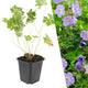 Ooievaarsbek - Geranium 'Rozanne'