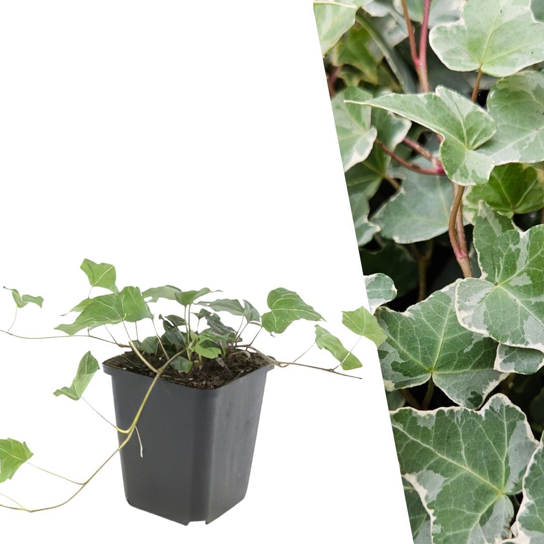 Bonte klimop - Hedera helix 'Glacier'