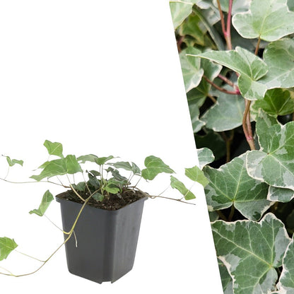 Bonte klimop - Hedera helix 'Glacier'