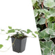 Bonte klimop - Hedera helix 'Glacier'