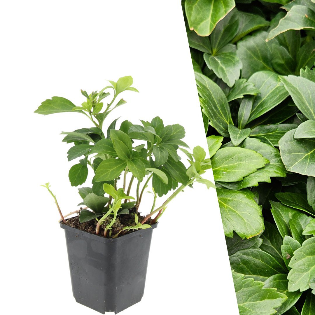 Schaduwkruid - Pachysandra terminalis
