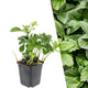 Schaduwkruid - Pachysandra terminalis
