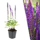 Bossalie - Salvia nemorosa 'Ostfriesland'