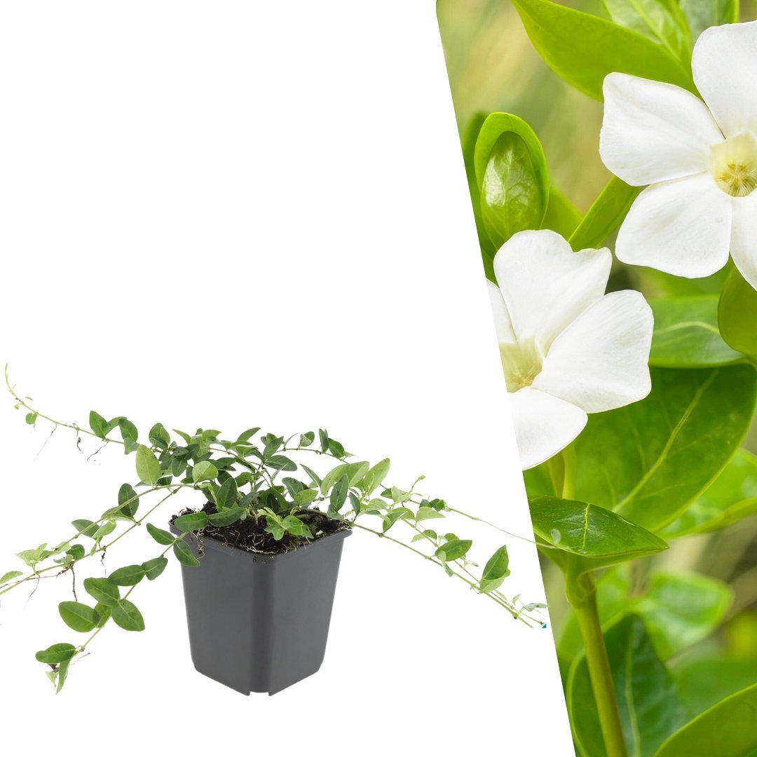 Witte maagdenpalm, Vinca minor 'Alba', planten in pot Ø9 cm