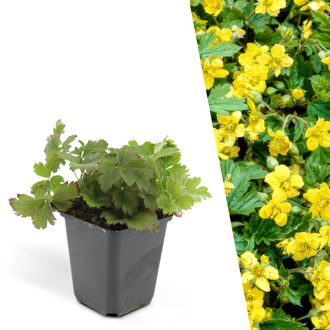 Goudaardbei, Waldsteinia ternata, planten in pot Ø9 cm