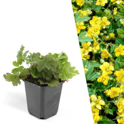 Goudaardbei, Waldsteinia ternata, planten in pot Ø9 cm