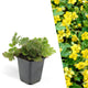Goudaardbei, Waldsteinia ternata, planten in pot Ø9 cm
