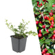 Dwergmispel, Cotoneaster dammeri, jonge planten in pot Ø9 cm