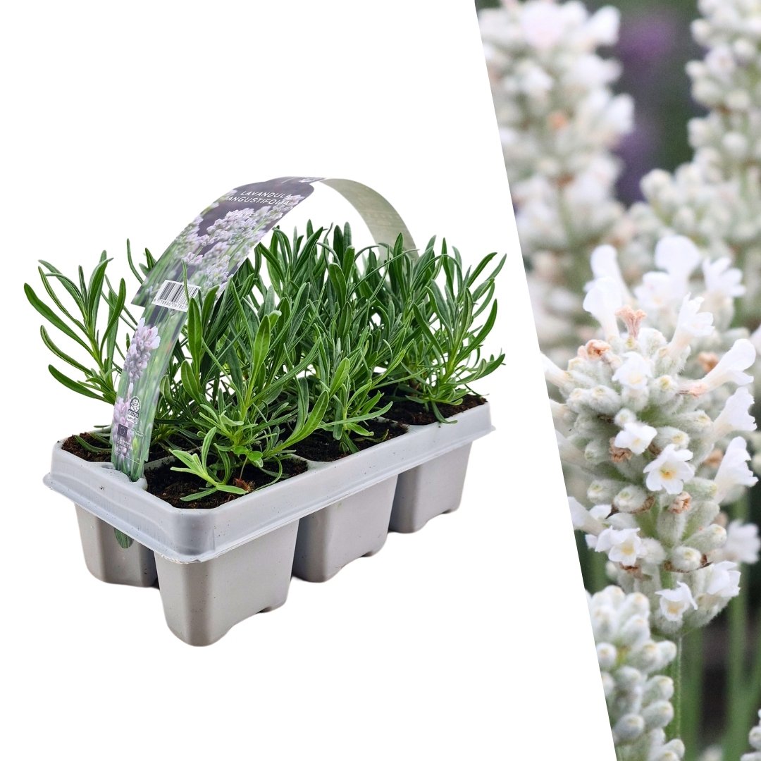 Witte lavendel, Lavandula angustifolia 'Edelweiss', wit bloeiende planten in pot