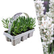 Witte lavendel, Lavandula angustifolia 'Edelweiss', wit bloeiende planten in pot