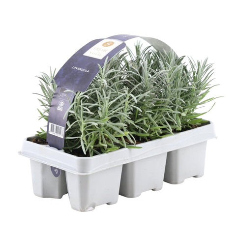 Lavendel