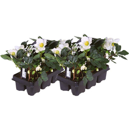 Kerstroos - Helleborus niger 'Christmas Carol'