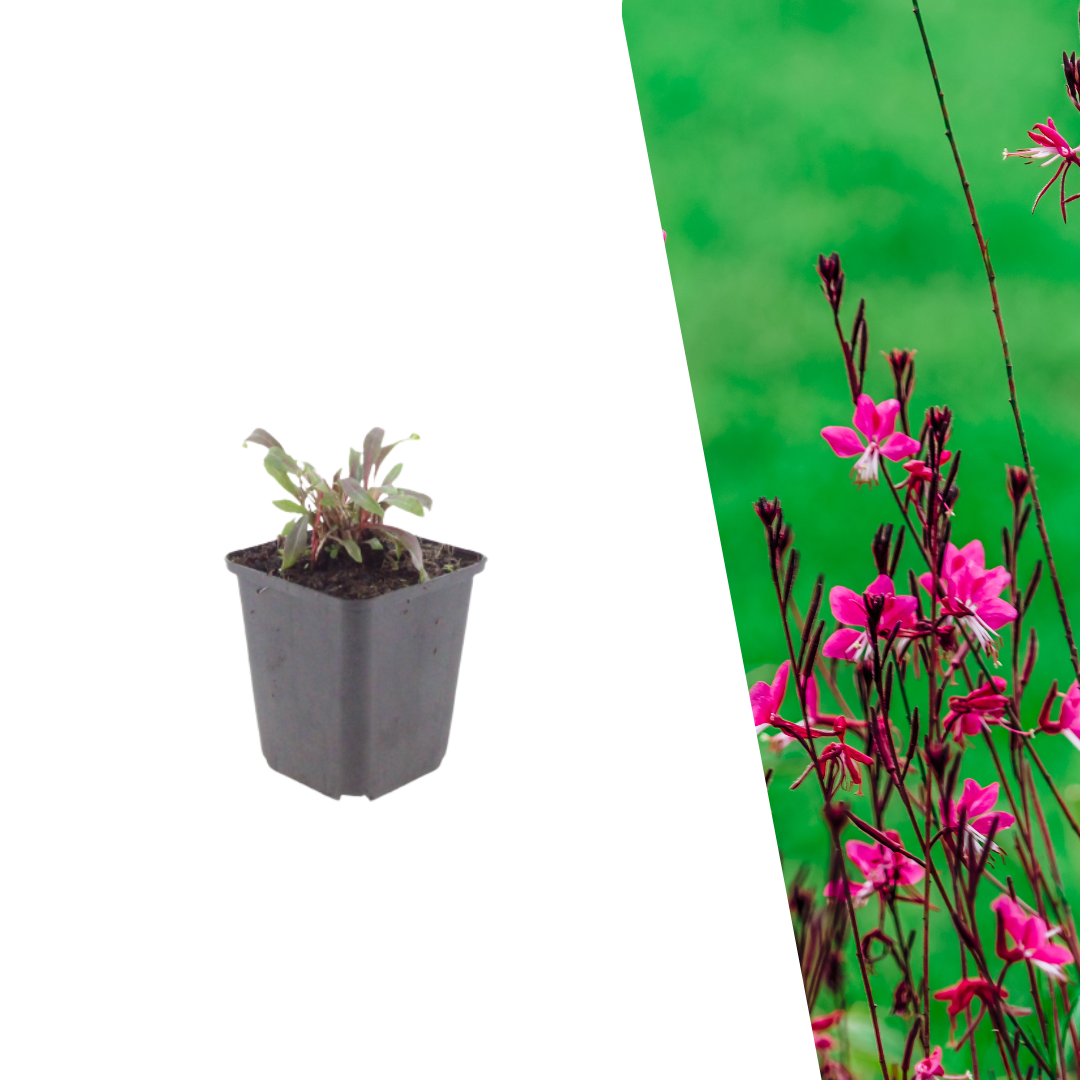 Prachtkaars 'Siskiyou Pink' - Gaura lindheimeri 'Siskiyou Pink'