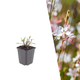 Prachtkaars 'Whirling Butterflies' - Gaura lindheimeri 'Whirling Butterflies'