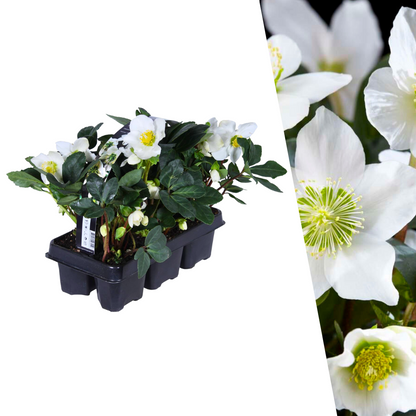 Kerstroos - Helleborus niger 'Christmas Carol'