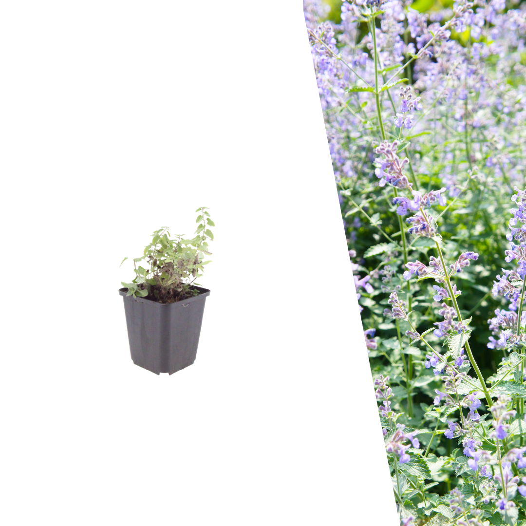 Kattenkruid - Nepeta x faassenii