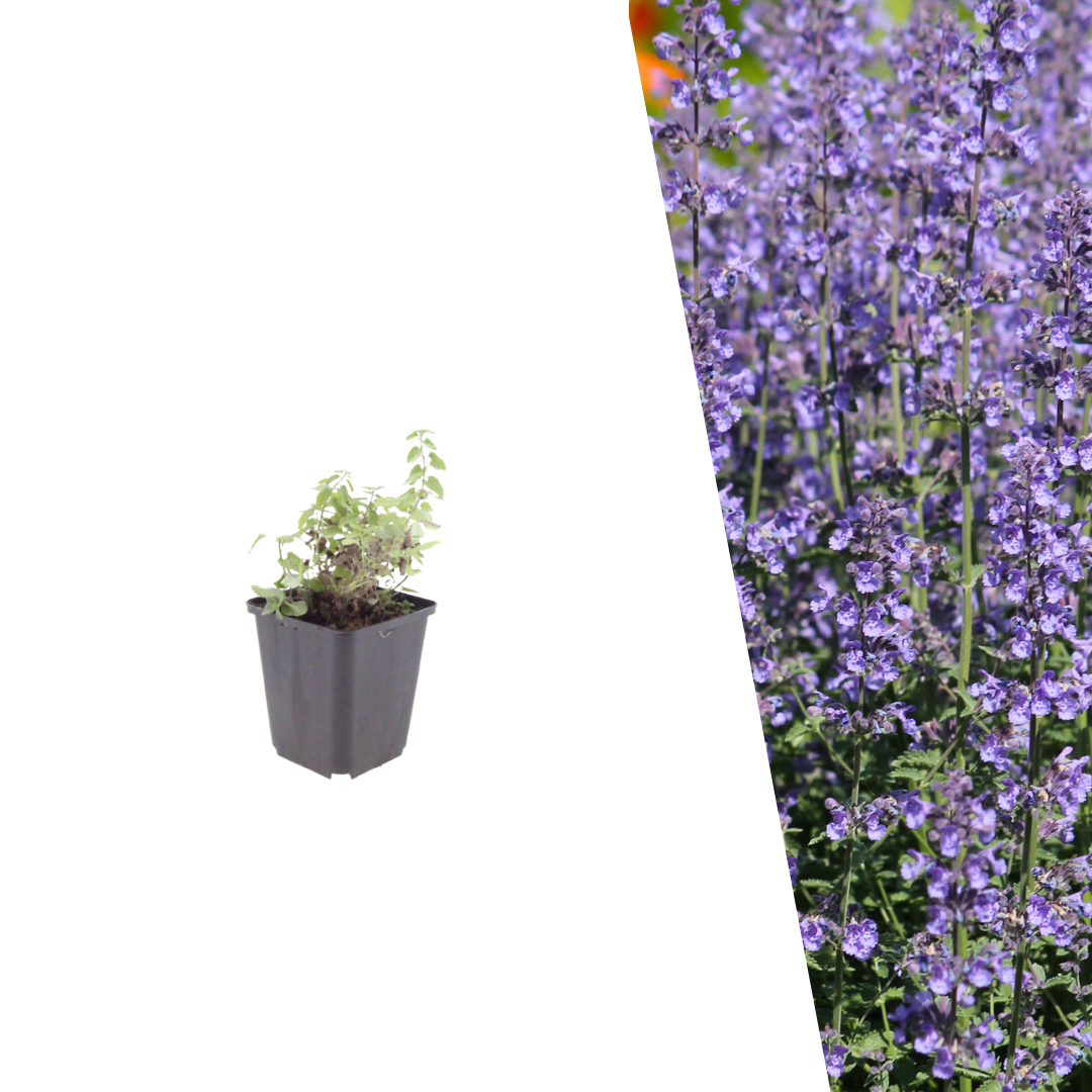 Kattenkruid 'Grol' - Nepeta faassenii 'Grol'