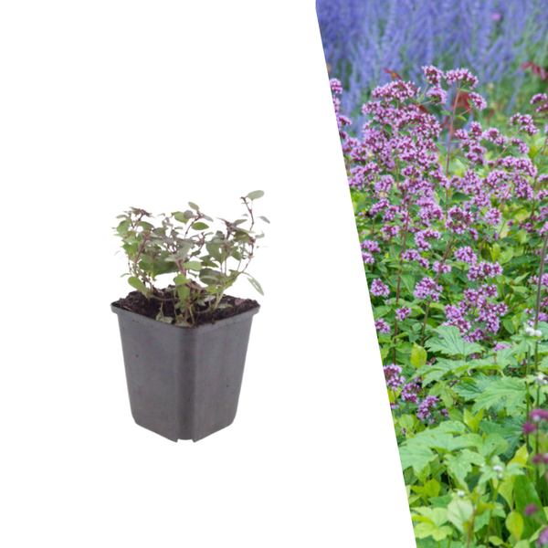 Siermarjolein 'Herrenhausen' - Origanum laevigatum 'Herrenhausen'