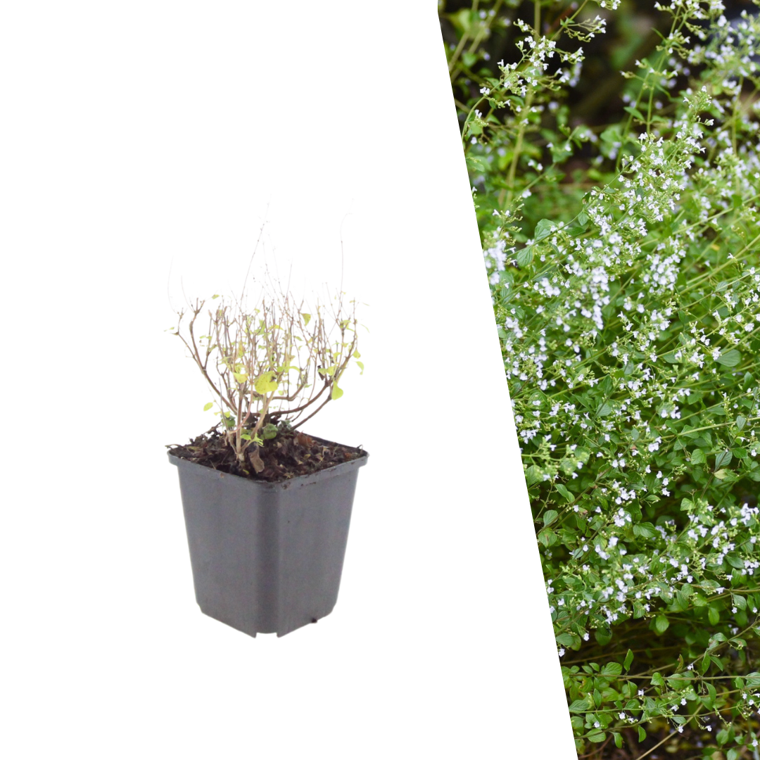 Bergsteentijm - Calamintha nepeta subsp. nepeta