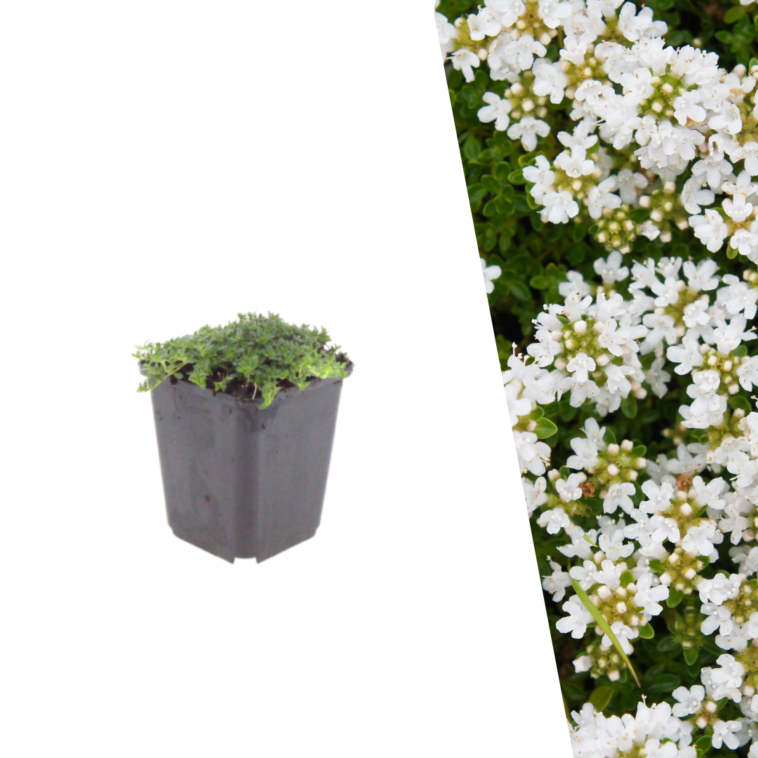 Kruiptijm 'Albiflorus' - Thymus praecox 'Albiflorus'
