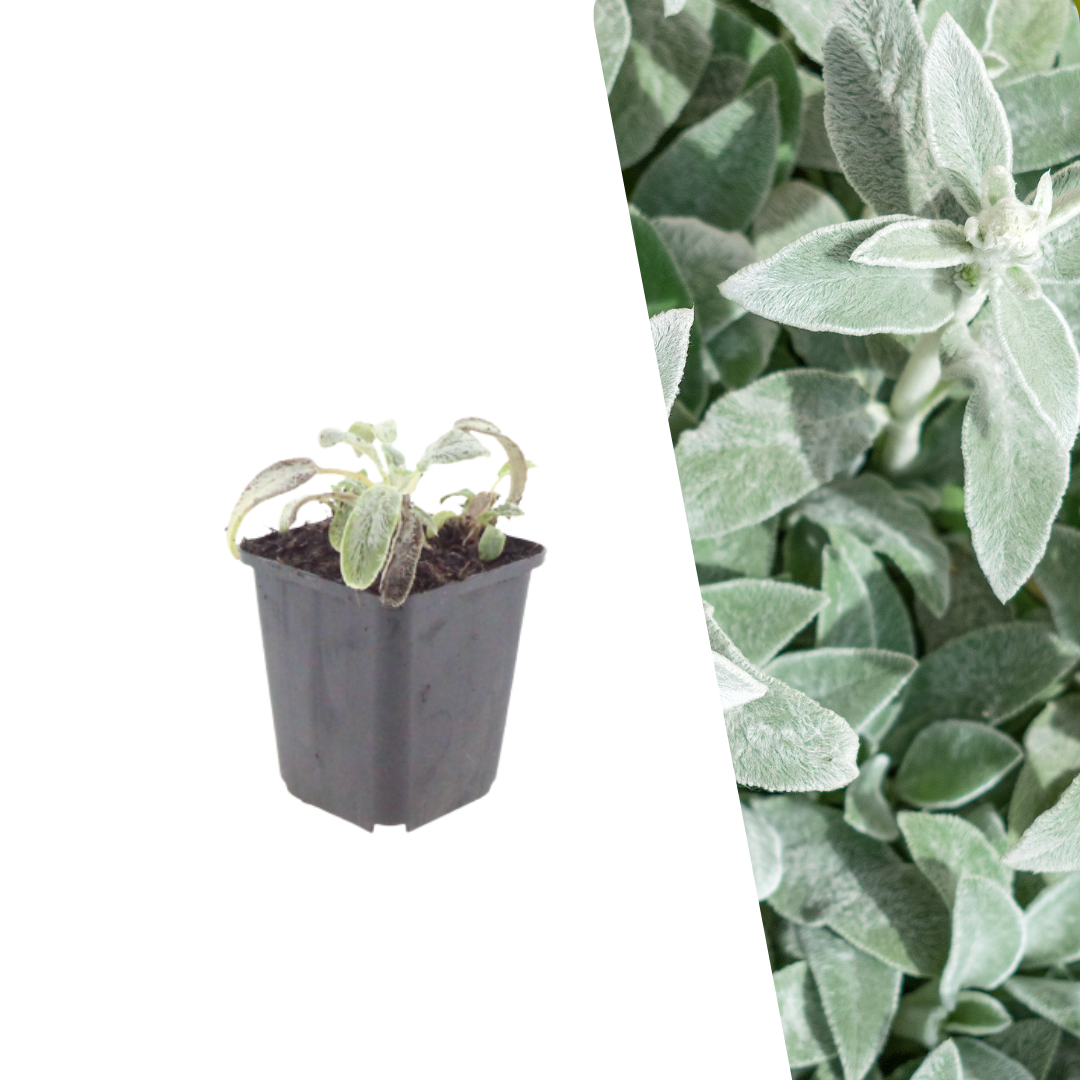 Ezelsoor 'Silver Carpet' - Stachys byzantina 'Silver Carpet'