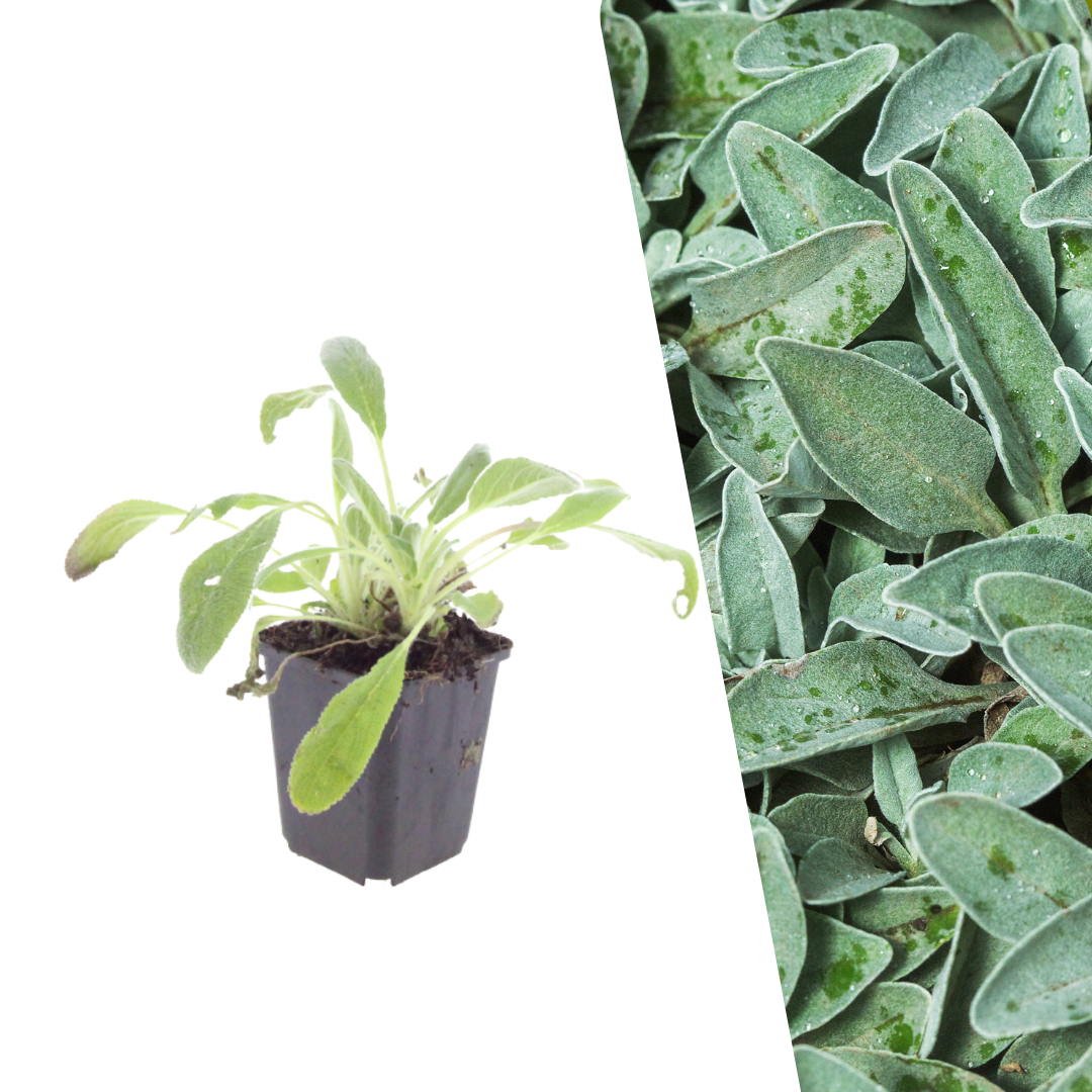 Ezelsoor - Stachys byzantina
